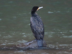 Phalacrocorax carbo