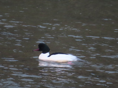 Mergus merganser