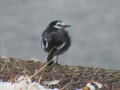 Motacilla alba lugens
