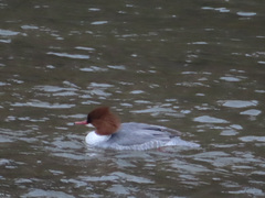 Mergus merganser