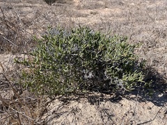 Ruschia subpaniculata