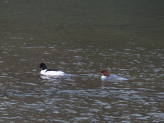 Mergus merganser