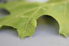 Dryocosmus quercusnotha