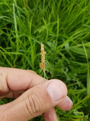 Alopecurus geniculatus