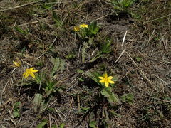 Hypoxis villosa