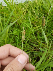 Alopecurus geniculatus