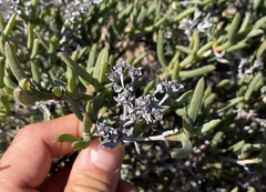 Ruschia subpaniculata