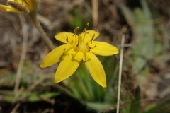 Hypoxis villosa