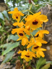 Dendrobium denneanum
