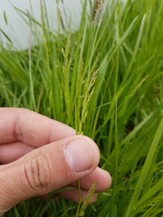 Poa trivialis