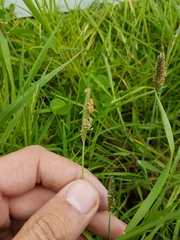 Alopecurus geniculatus