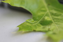 Dryocosmus quercusnotha