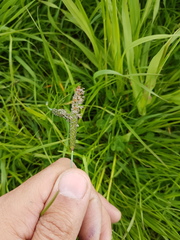 Alopecurus geniculatus