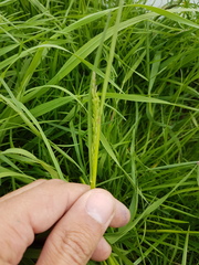 Poa trivialis