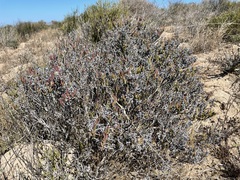 Ruschia subpaniculata