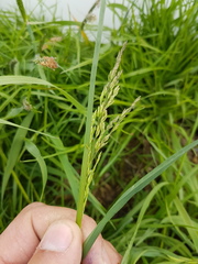 Poa trivialis