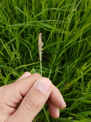 Alopecurus geniculatus