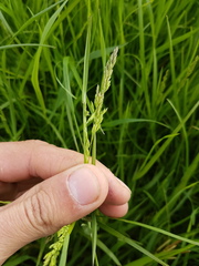 Poa trivialis