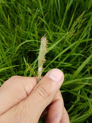 Alopecurus geniculatus