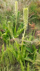 Eucomis pallidiflora pole-evansii