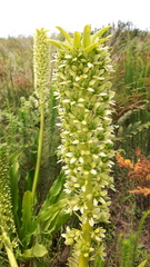 Eucomis pallidiflora pole-evansii