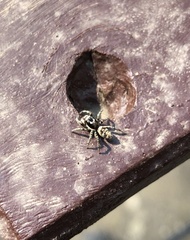 Salticus scenicus