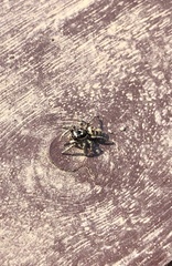 Salticus scenicus