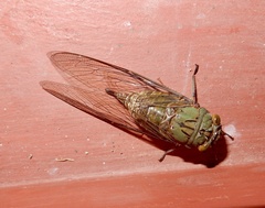 Platylomia larus