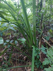 Pandanaceae