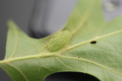 Dryocosmus quercusnotha