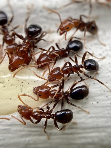 Shining Coconut Ant photo 3