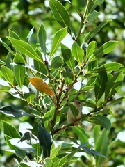 Prinia gracilis