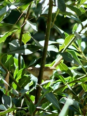 Prinia gracilis