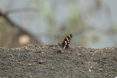 Apatura ilia