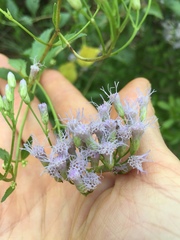 Chromolaena laevigata