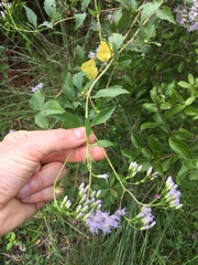Chromolaena laevigata
