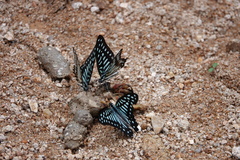 Graphium chironides