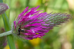Synema globosum