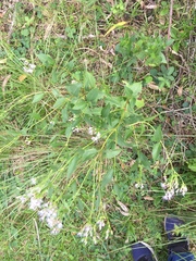 Chromolaena laevigata