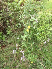 Chromolaena laevigata