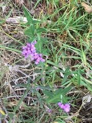 Verbena intermedia