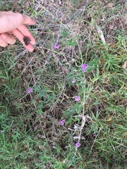 Verbena intermedia