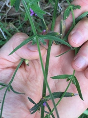 Verbena intermedia