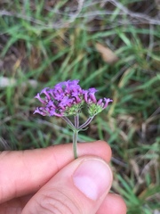 Verbena intermedia