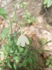 Rhinacanthus flavovirens
