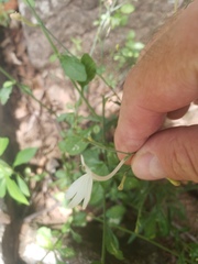 Rhinacanthus flavovirens
