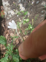 Rhinacanthus flavovirens