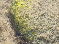 Heptageniidae
