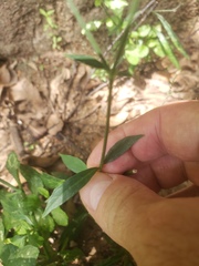 Rhinacanthus flavovirens