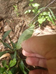 Rhinacanthus flavovirens